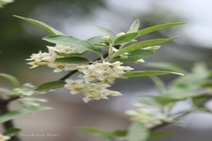 Elaeagnus parvifolia